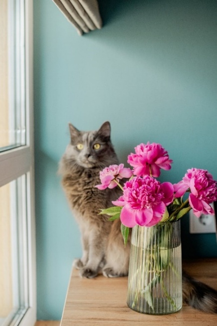 Eine grauhaarige Katze sitzt auf einem Tisch neben einer Vase mit leuchtend pinken Pfingstrosen. Die Katze blickt aufmerksam in die Kamera, während das Licht durch das Fenster danebenfällt